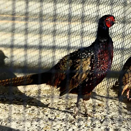 Hotel Farm Mikro Metochi